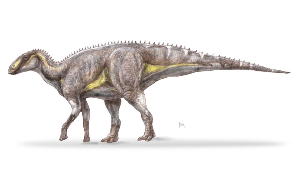 Specie nouă de dinozaur descoperită în Țara Hațegului. A trăit acum 70 de milioane de ani