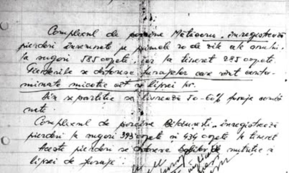 Porcul de o tonă – o „minune” a zootehniei comuniste DOCUMENT