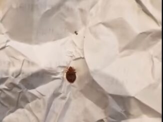 Invazie de ploșnițe la un liceu renumit din București. Conducerea: Sunt mici gândăcei