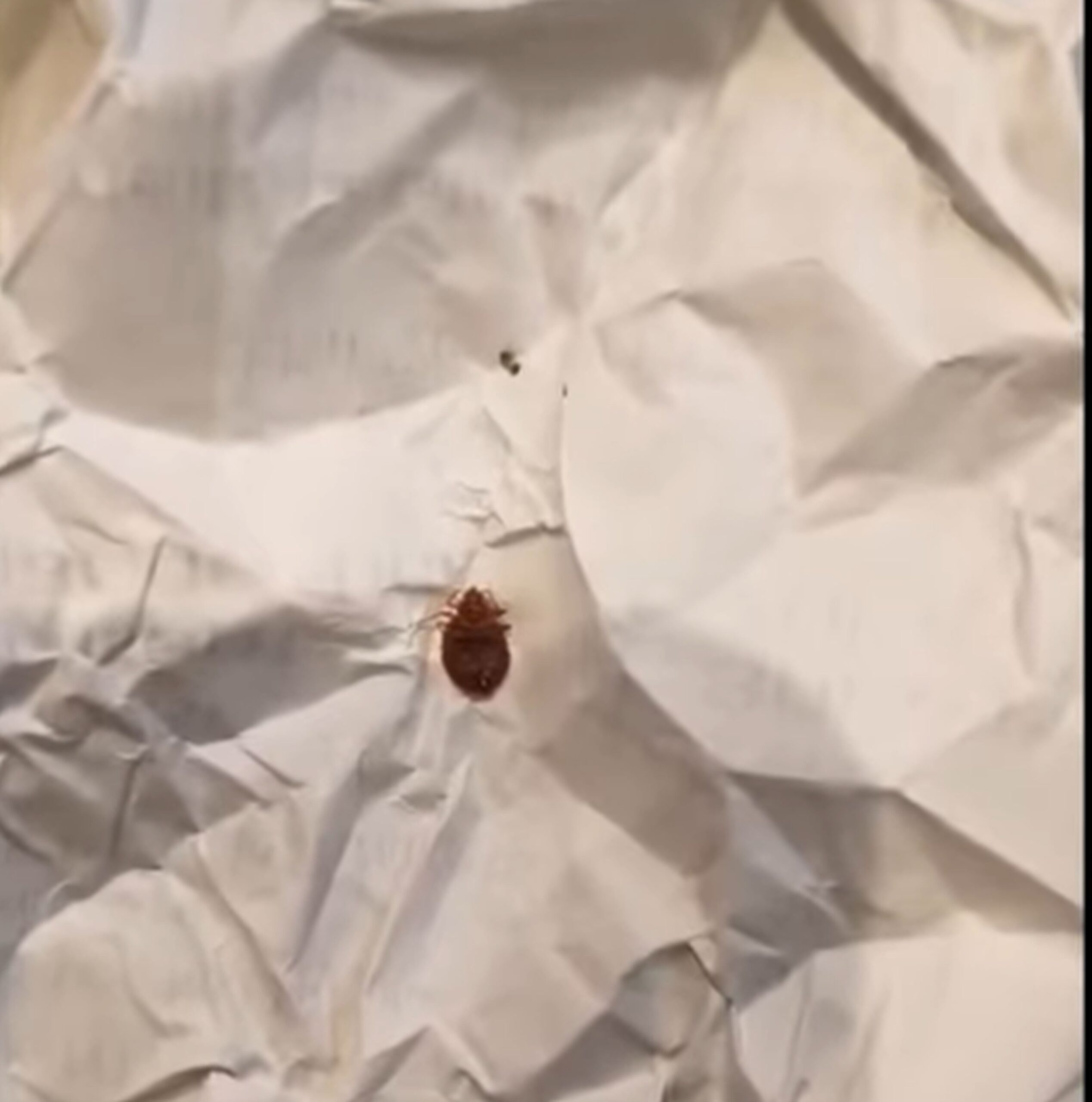 Invazie de ploșnițe la un liceu renumit din București. Conducerea: Sunt mici gândăcei