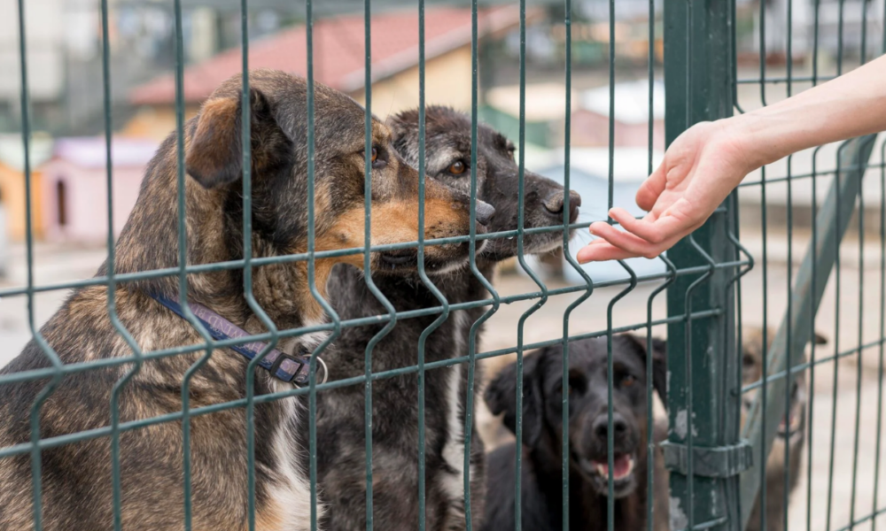 Două târguri de adopții sunt organizate, luna aceasta, la Circul Metropolitan din București