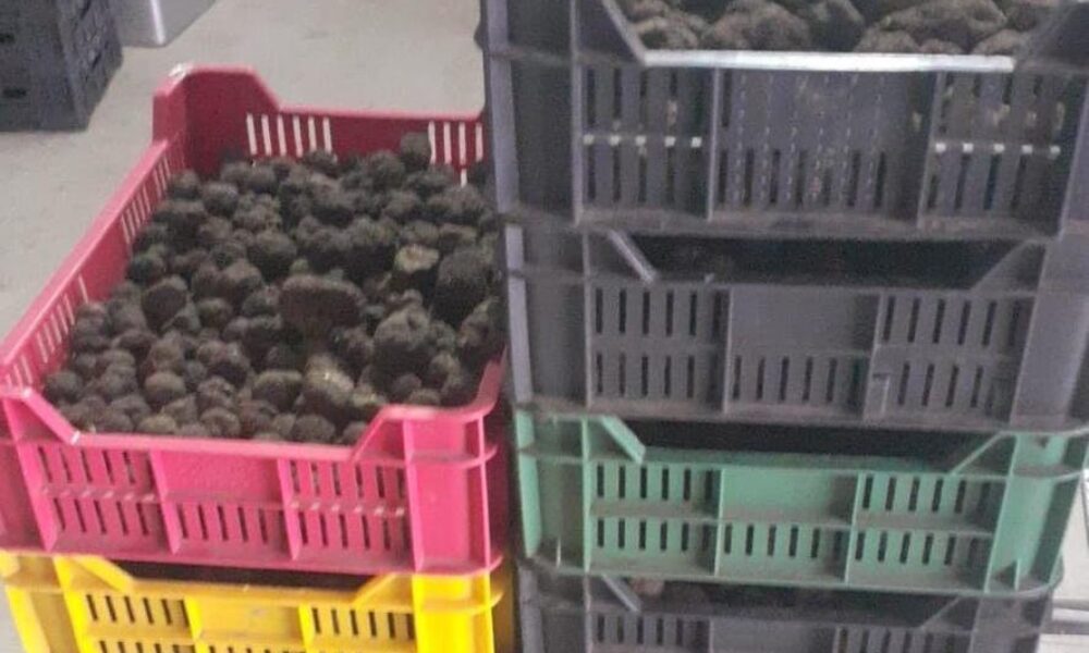 Afaceri ilegale cu trufe și fructe de pădure. Prejudiciul, 13,4 milioane de lei