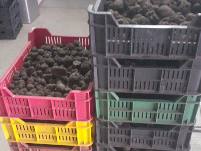 Afaceri ilegale cu trufe și fructe de pădure. Prejudiciul, 13,4 milioane de lei