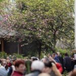 Tradiția de Florii: Pelerinaj în București și Ilfov