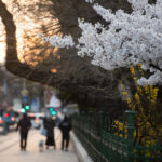 Primăvară neobișnuit de caldă: Când revin temperaturile ridicate în toată țara