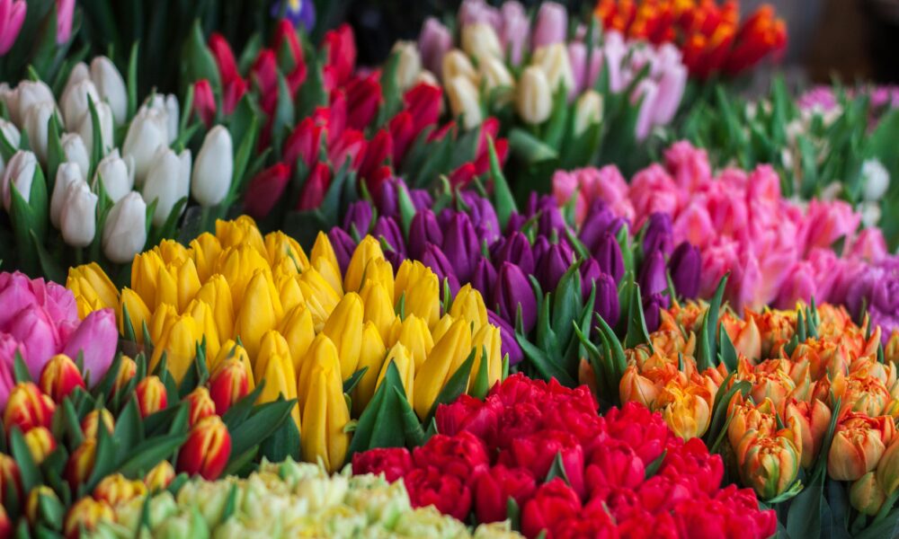 Ce le spui celor dragi prin florile de primăvară. Mic ghid pentru a nu da greș