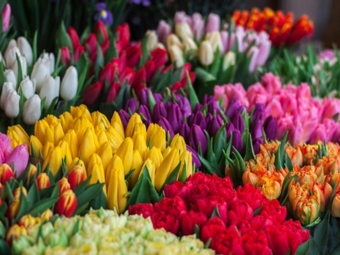 Ce le spui celor dragi prin florile de primăvară. Mic ghid pentru a nu da greș