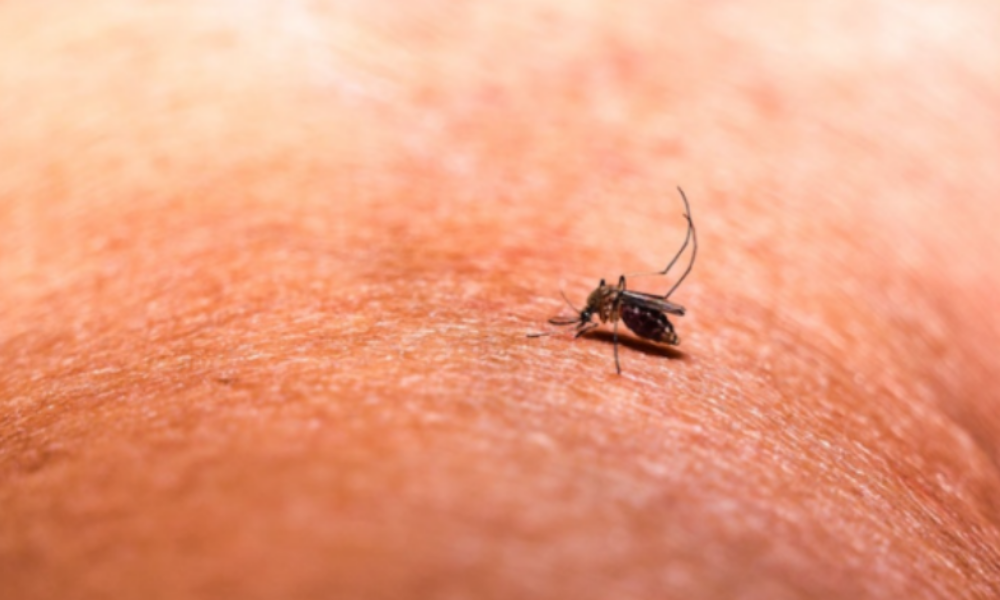 Au adus malaria în România