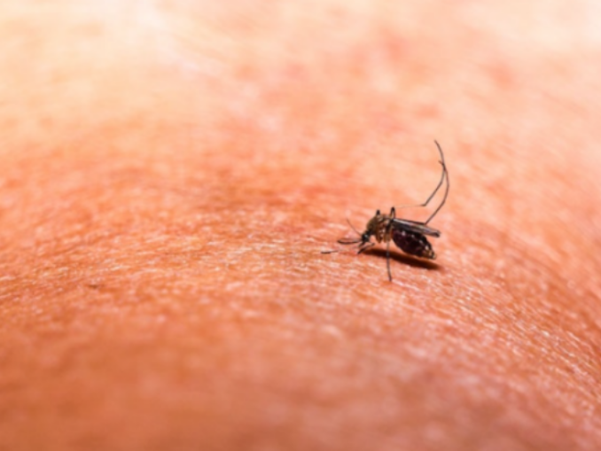 Au adus malaria în România