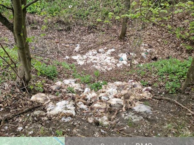 Peste 320 de pui de găină, în diferite stadii de dezvoltare, abandonaţi într-o pădure din Vaslui