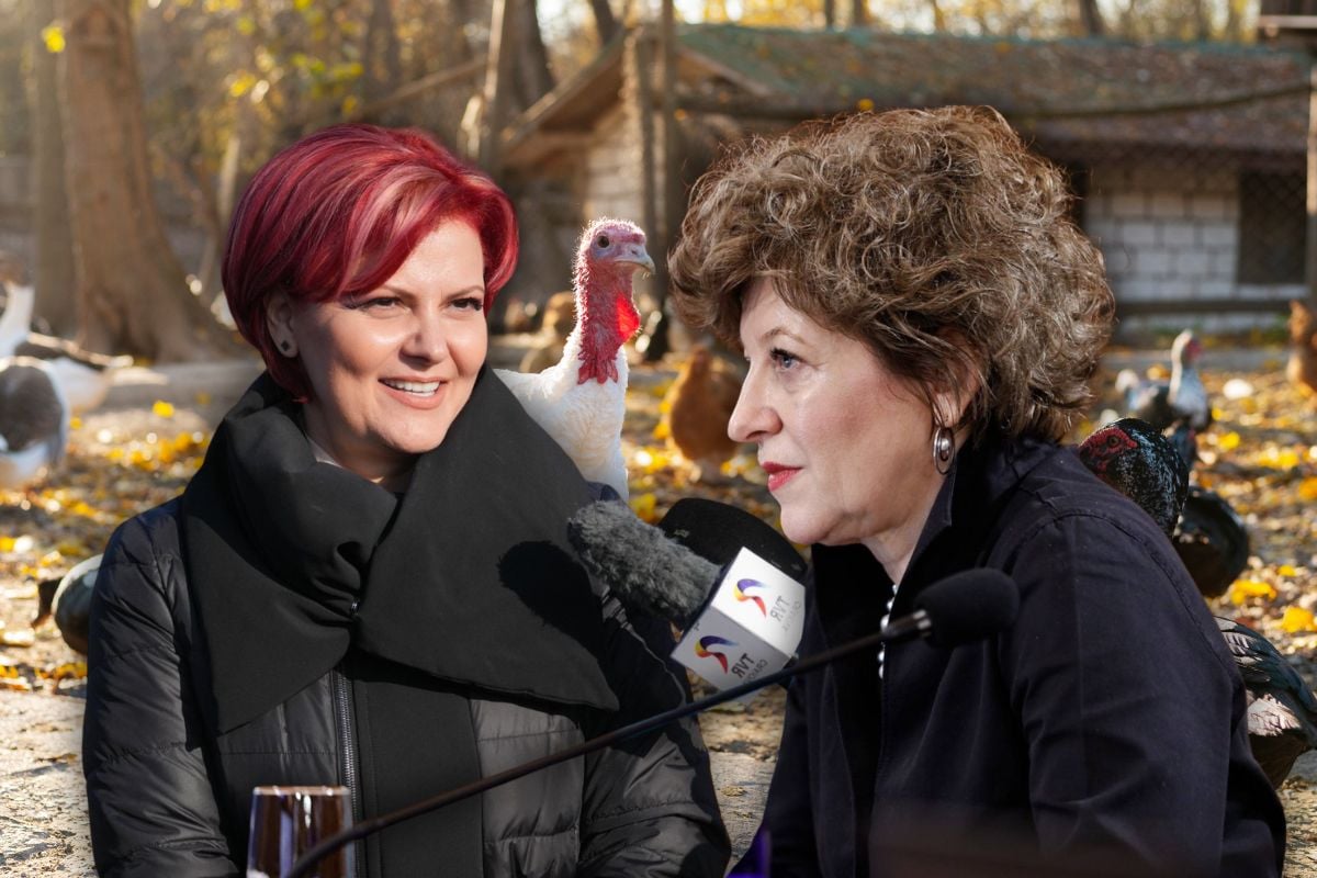LOV și Oana Gheorghiu, ca PSD și Bolojan. Cotețul curcilor, subiect de ceartă în politică