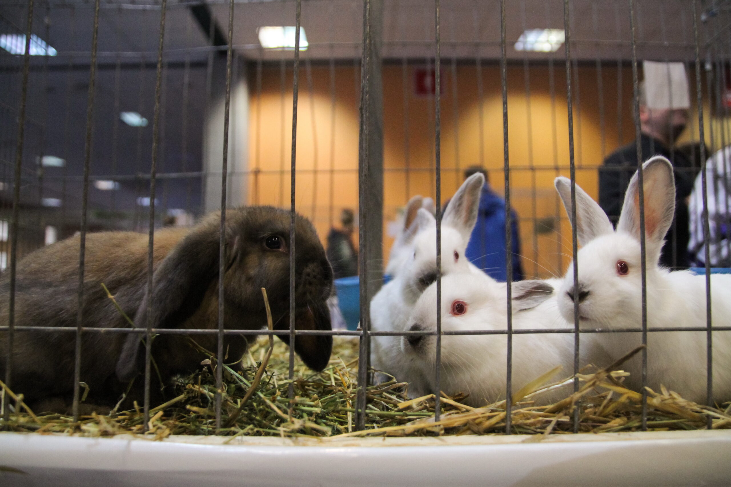 Iepurași abandonați după Paște. Mesajul specialiștilor: „Un iepure nu este un cadou de sezon”