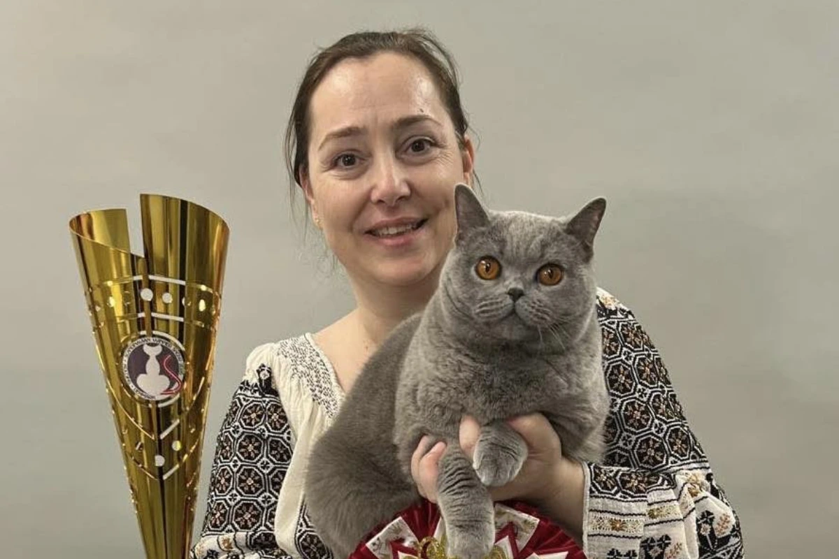 Kira Kiralina, pisica din Iași care a cucerit titlul de cea mai frumoasă din lume