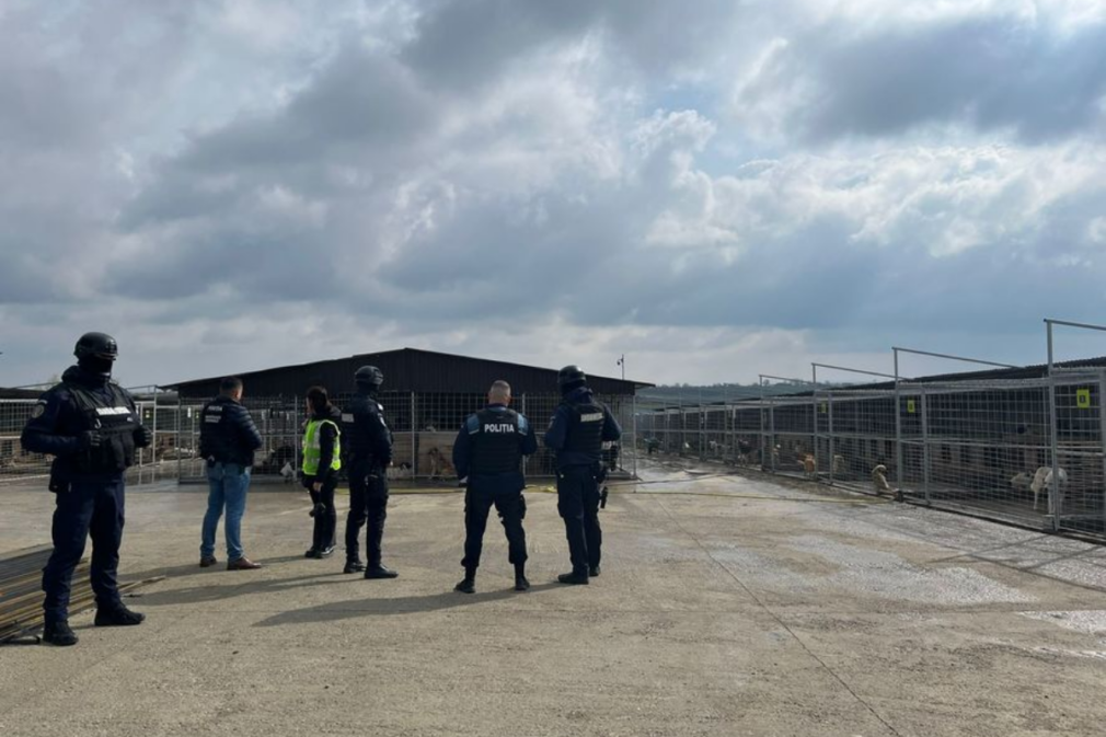 Anchetă la „Auschwitz-ul câinilor” din Suceava. Sute de câini ar fi fost omorâți într-un singur an