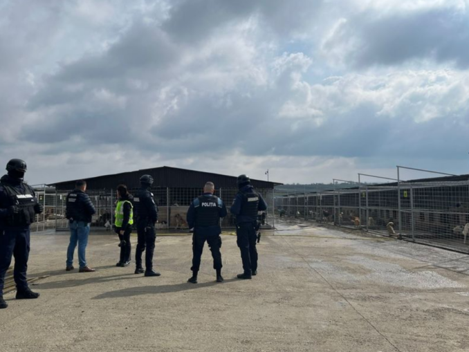 Anchetă la „Auschwitz-ul câinilor” din Suceava. Sute de câini ar fi fost omorâți într-un singur an