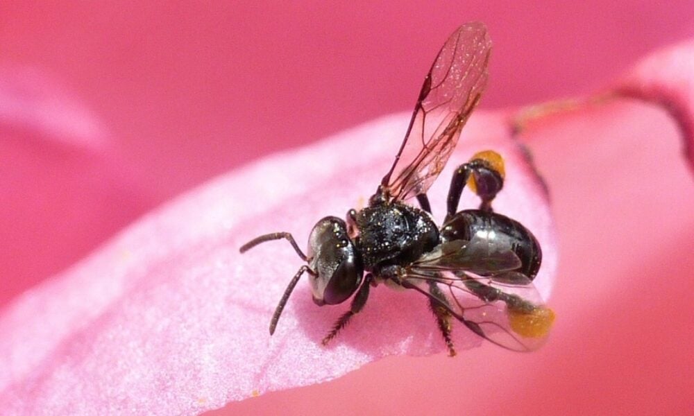 Studiu: Remediul natural care șterge cicatricile