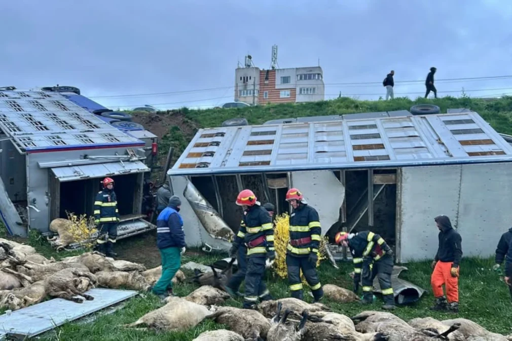 VIDEO Camion cu oi, răsturnat la Năvodari. 160 de animale au murit