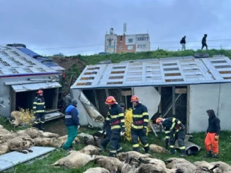 VIDEO Camion cu oi, răsturnat la Năvodari. 160 de animale au murit