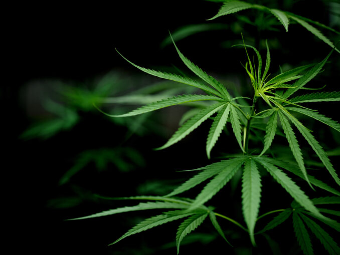 SUA relaxează regulile privind marijuana