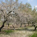 fructe românești, agricultură România, preț fructe, criză fermieri, scumpire motorină, preț îngrășăminte, Ministerul Agriculturii, producție cereale, preț alimente, subvenții APIA, livezi