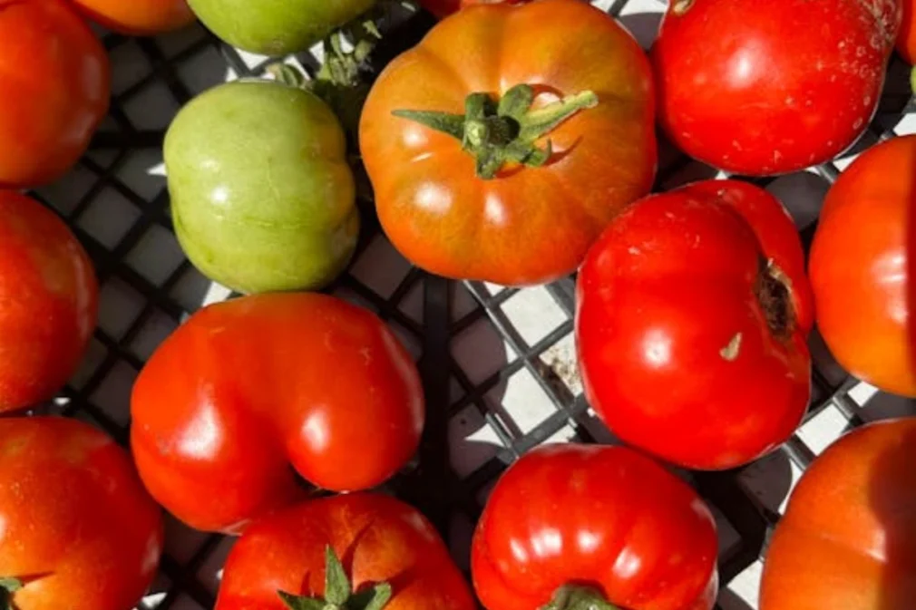 Legume la preț de lux. Roșiile românești au ajuns să coste cât un kilogram de carne de vită