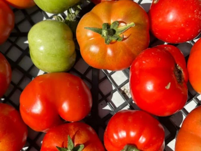 Legume la preț de lux. Roșiile românești au ajuns să coste cât un kilogram de carne de vită