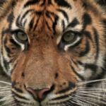 Tigru Rusia, circ Rusia, tigru evadat, incident circ, Rostov-pe-Don