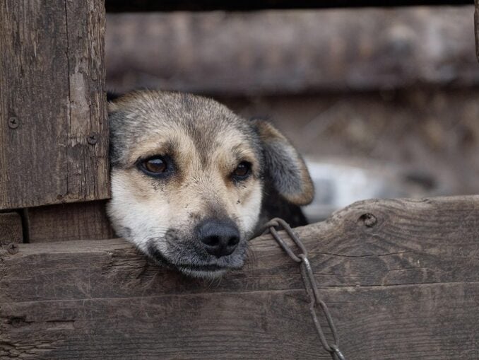 Câinii nu vor mai putea fi ținuți permanent în lanț. Legea protecției animalelor, înăsprită