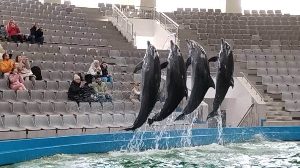 Delfinii din Ucraina nu mai pot fi văzuți la Delfinariul din Constanța. 1 iunie, data ultimului spectacol