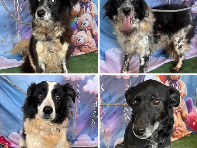 14 animale, salvate dintr-un apartament din Sectorul 5 după ce au fost lăsate fără hrană și apă