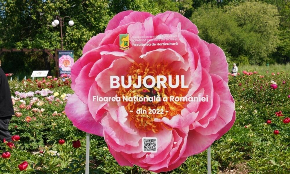 Madrigal: Primul bujor românesc se lansează în Piața Matache