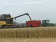 Fermierii primesc bani la începutul săptămânii