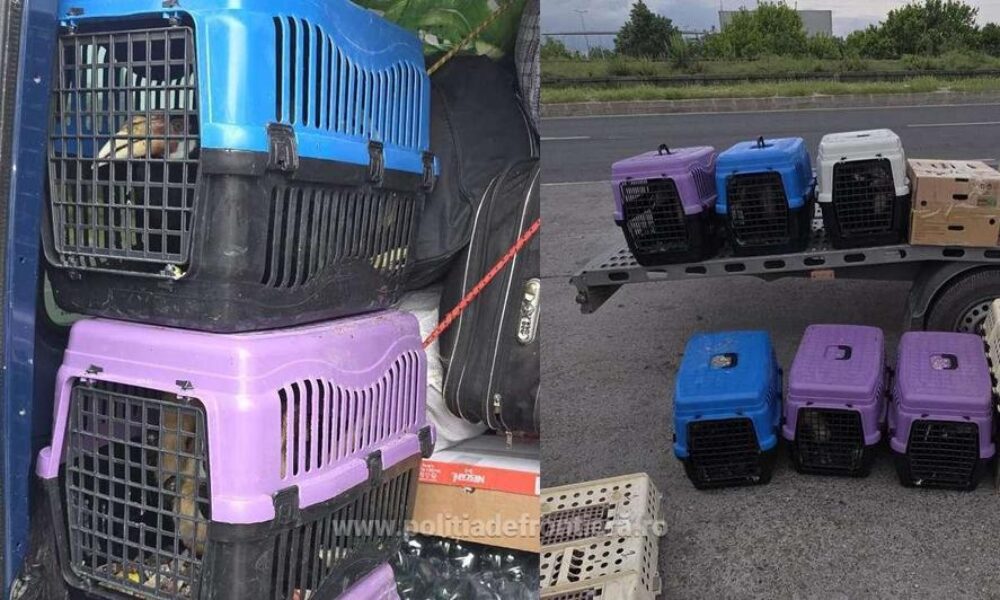 Transport ilegal de păsări exotice, oprit la Vama Giurgiu
