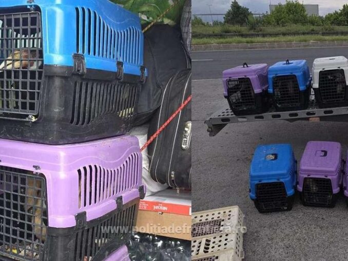 Transport ilegal de păsări exotice, oprit la Vama Giurgiu