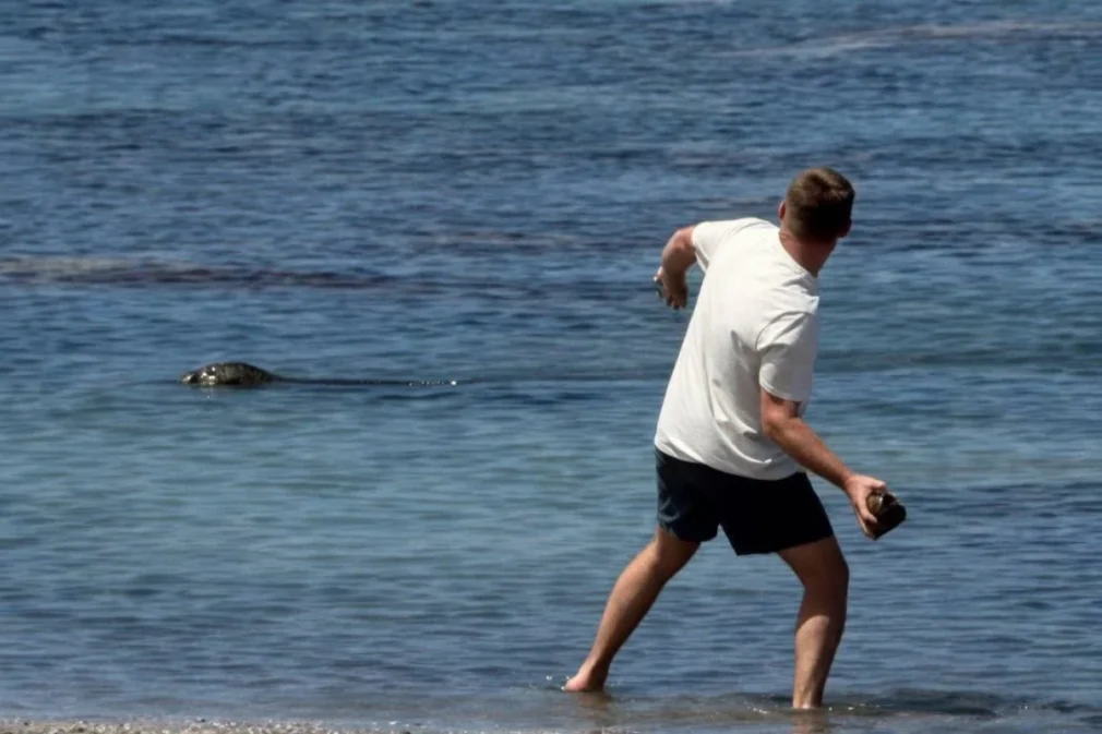 VIDEO „Nu-mi pasă, sunt bogat”. Un turist a atacat cu pietre o focă pe cale de dispariție în Hawaii