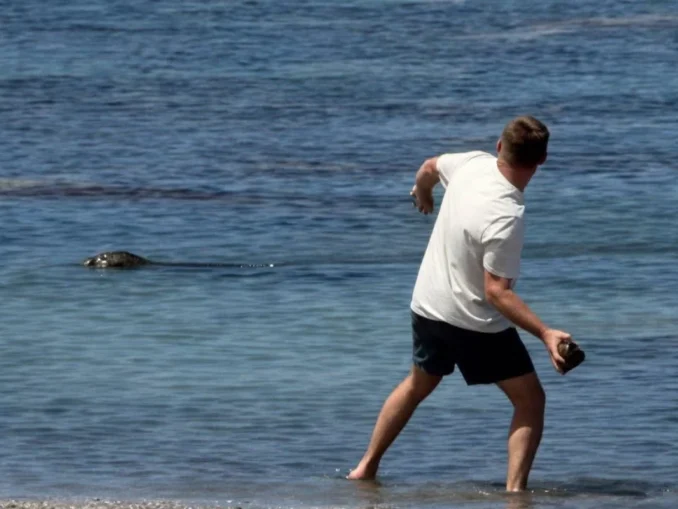 VIDEO „Nu-mi pasă, sunt bogat”. Un turist a atacat cu pietre o focă pe cale de dispariție în Hawaii