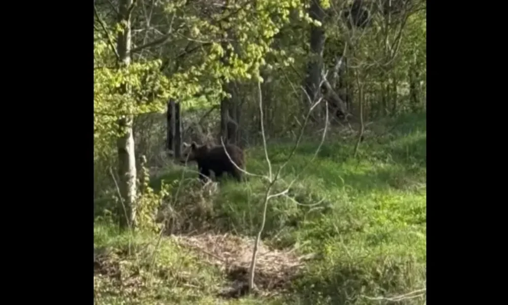Ursul a dat iama într-o gospodărie din Piatra Neamț (video)