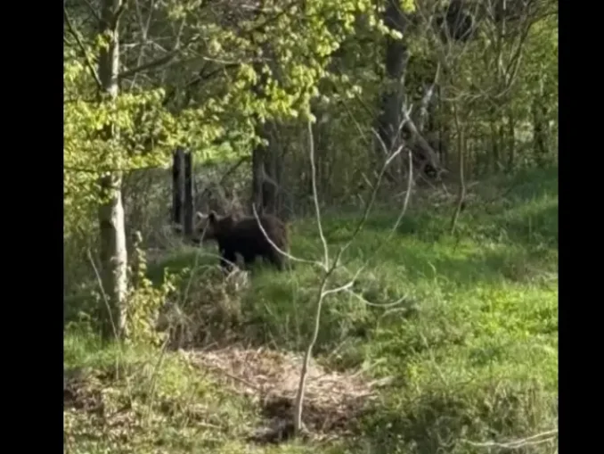 Ursul a dat iama într-o gospodărie din Piatra Neamț (video)