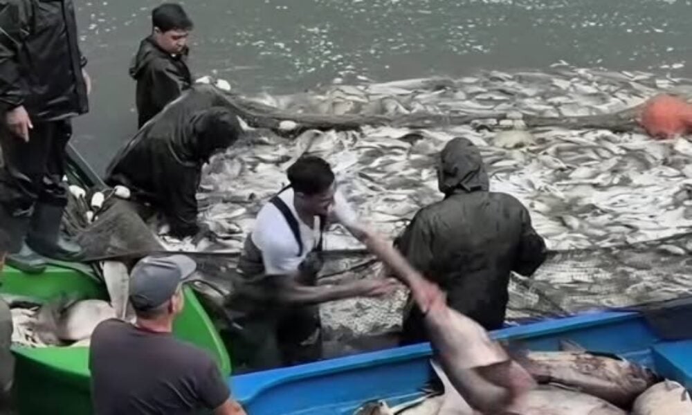 Bărci pline cu pește pe Lacul Herăstrău. Primăria explică cine face capturile și cât încasează orașul din concesiunea lacului