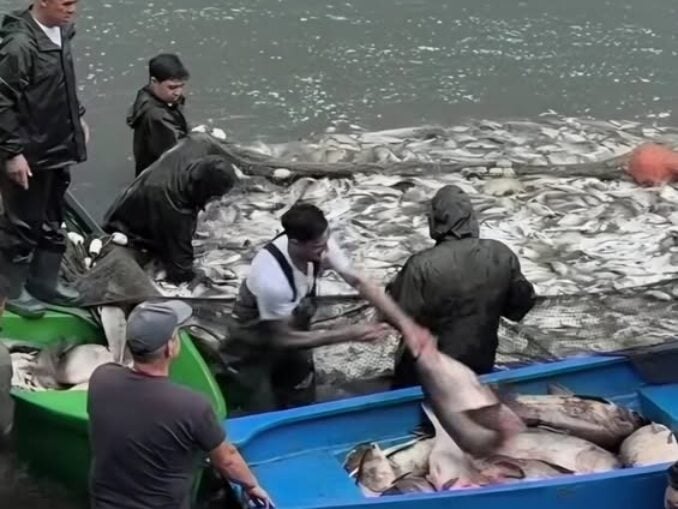 Bărci pline cu pește pe Lacul Herăstrău. Primăria explică cine face capturile și cât încasează orașul din concesiunea lacului