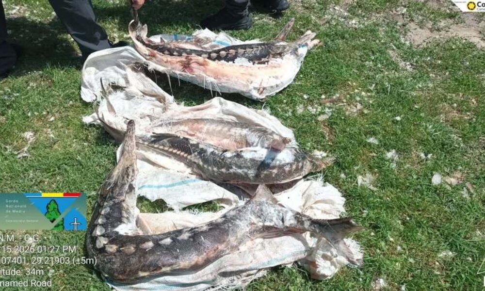 VIDEO Controale ample în Delta Dunării. Doi delfini și un sturion păstrugă, descoperiți în plase montate ilegal. Amenzi de peste 440.000 de lei