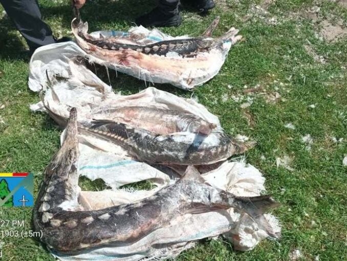 VIDEO Controale ample în Delta Dunării. Doi delfini și un sturion păstrugă, descoperiți în plase montate ilegal. Amenzi de peste 440.000 de lei