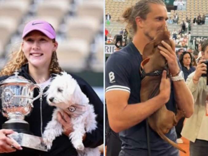 Câinii de la Roland Garros. O ediție la care patrupedele au fost în prim-plan – VIDEO