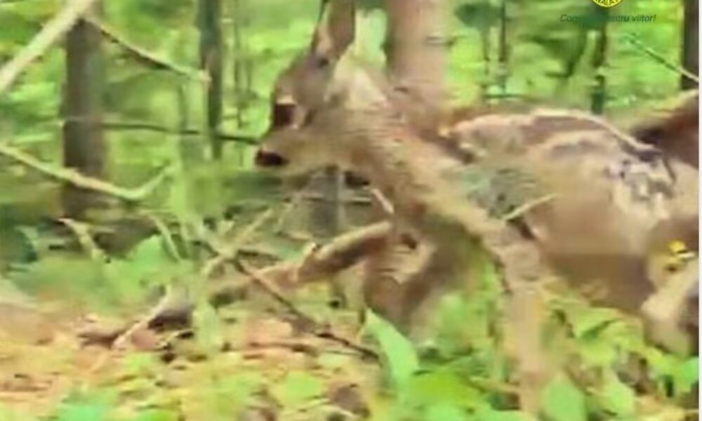 Imagini inedite cu un pui de căprioară plimbându-se prin pădure, surprinse de specialiștii Romsilva VIDEO 