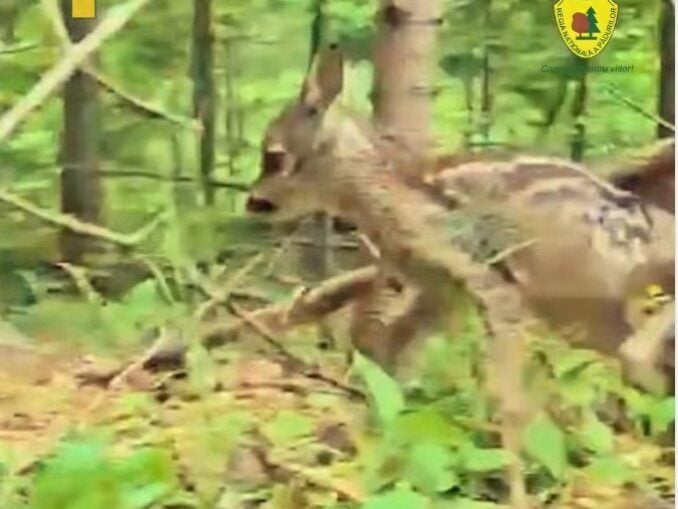 Imagini inedite cu un pui de căprioară plimbându-se prin pădure, surprinse de specialiștii Romsilva VIDEO 
