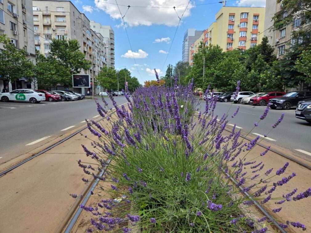 Lavanda dintre liniile de tramvai miroase bine doar pe Fb