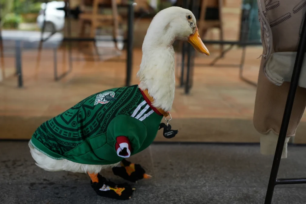 Rața-mascotă a Mexicului la Cupa Mondială, primită cu onoruri de președinta Claudia Sheinbaum