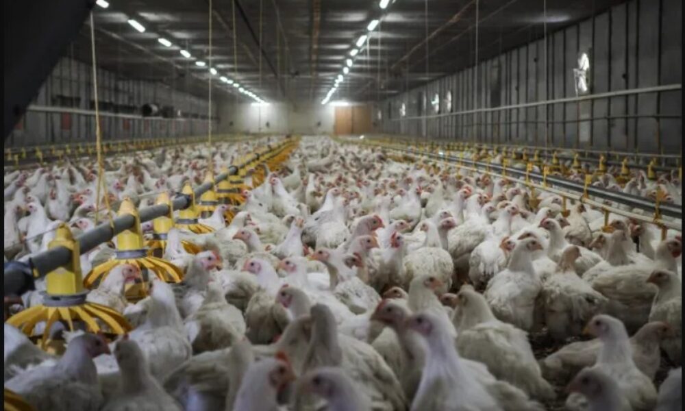 Comisia Europeană amână sfârșitul erei cuștilor