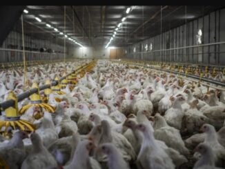 Comisia Europeană amână sfârșitul erei cuștilor