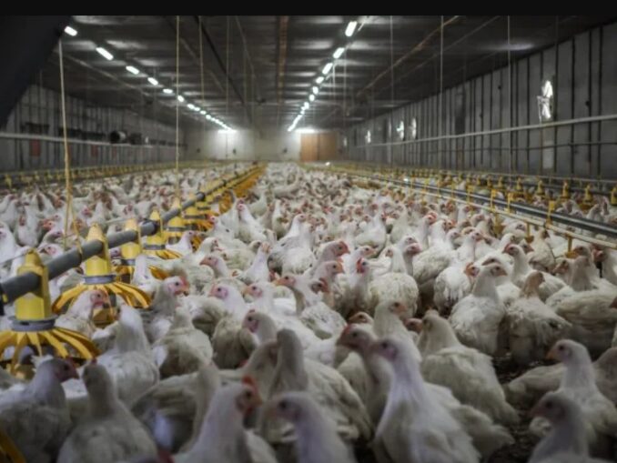 Comisia Europeană amână sfârșitul erei cuștilor